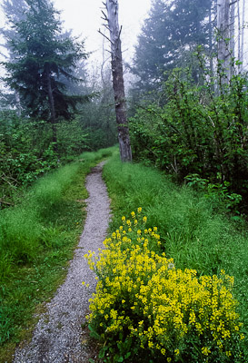 Richland Balsam summit trail