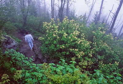 Waterrock Knob summit