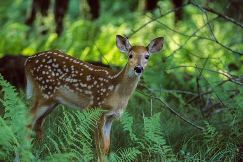 Fawn, Shenandoah NP